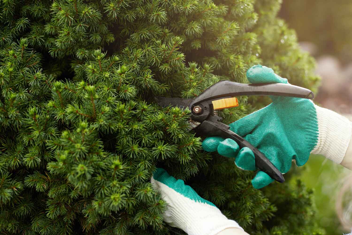 Best Tree Disease Treatment  in Alvarado, TX